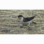 4 20220613 Mehlschwalbe 03 1 DSC08403.jpg